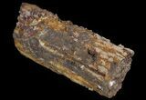 Devonian Petrified Wood (Callixylon) Section - Oldest True Wood #64131-2